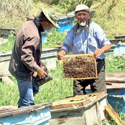 В Казахстане собираются создать кооператив пчеловодов