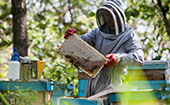 Пчеловоды предупредили о дефиците меда из-за плохой погоды