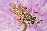 На юге Уэльса найдена колония редкого вида пчел
