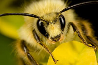 Гибель пчелосемей в США продолжает набирать обороты