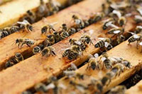 ООН утвердило Всемирный день пчеловода