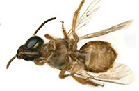Ученые нашли живую гинандроморфную особь ночной пчелы