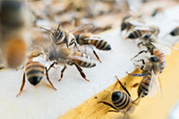 20 мая впервые отмечается Всемирный день пчел
