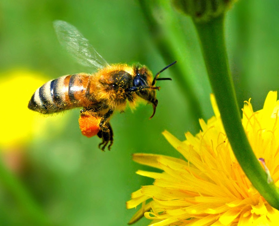 Развитие пчелиных особей