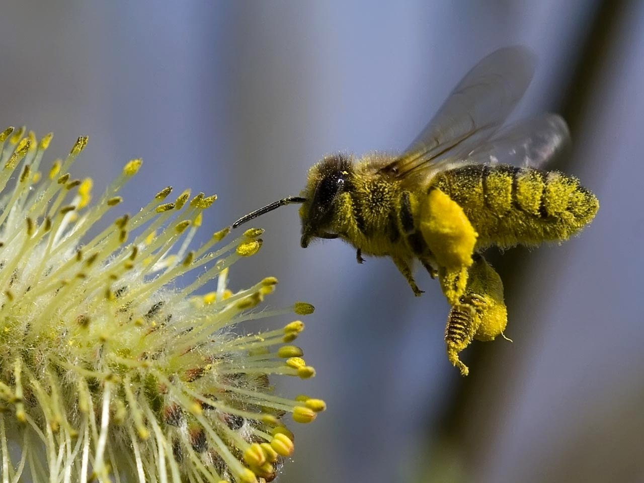 Международный день пчелы