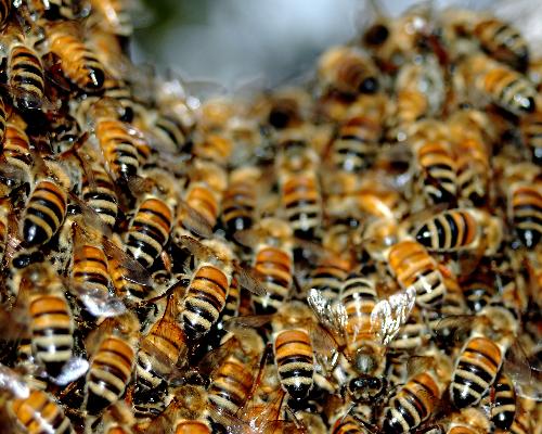 Проблемы пчеловодства как отрасли АПК