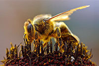 В США убили около двухсот тысяч пчел из России и Италии
