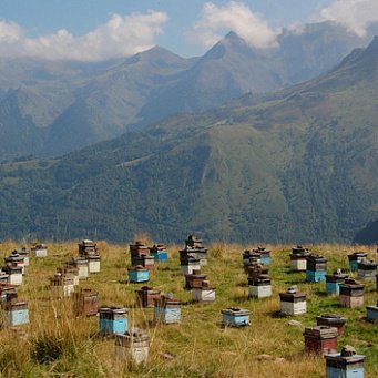 Положение дел в пчеловодстве Республики Башкортостан