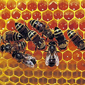 Ученые описали факторы, от которых зависит поведение пчел