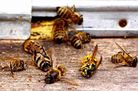 Мир подсчитывает убытки от массовой гибели пчел
