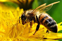 Голландский пчеловод сдаёт в аренду своих питомцев для опыления тепличных культур