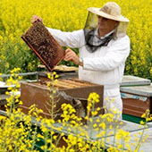Комитет Госдумы по аграрным вопросам отклонил законопроект «О пчеловодстве»


