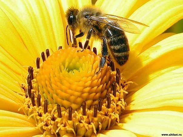 Кое что о пчелиных матках