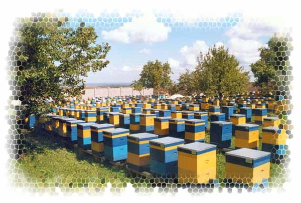 История пчеловодства Алтая