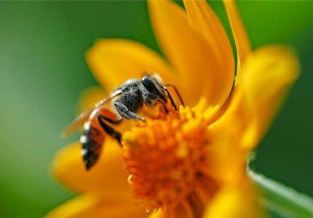 Тенденции развития рынка пчеловодческой продукции в России