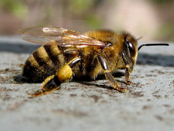 У пчел обнаружили зачатки абстрактного мышления
