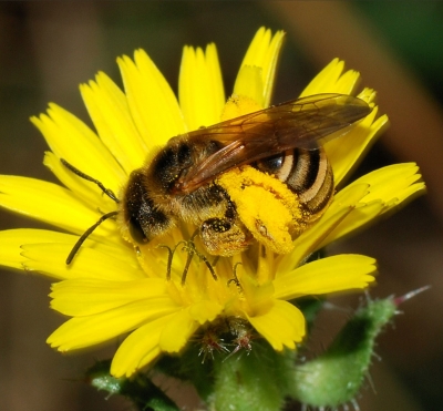 Как пчелы колдуют над медом
