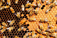 В «Сколково» создают умный улей «Пчелиный дом»