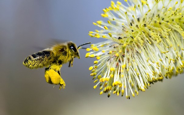 Интересные факты о жизни пчел 