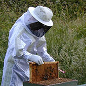 Пчеловод на Украине - профессия государственного значения