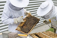 В Латвии создали первое в мире приложение с голосовым набором для пчеловодов