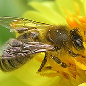 В Башкирии пчёлы плохо перезимовали