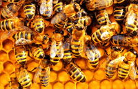 Ученые университета Хельсинки открыли способ вакцинации пчел