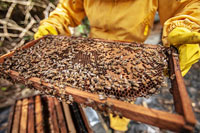 Производителям мёда могут установить льготные режимы деятельности