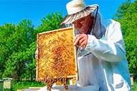 Минсельхоз РФ разработает единый реестр пчеловодов