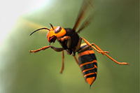Испанские пчеловоды предупреждают о новом виде опасных шершней