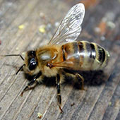 Сибирские ученые будут разводить среднерусских пчел