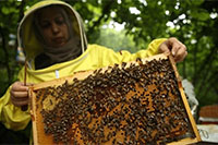 Турция стала второй по величине страной пчеловодства после Китая
