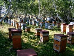 О пчеловодстве в России, Китае и Польше
