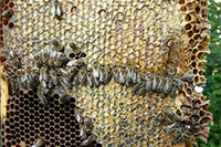Молекулярные основы пчеловодства